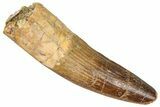 Fossil Spinosaurus Tooth - Real Dinosaur Tooth #365647-1